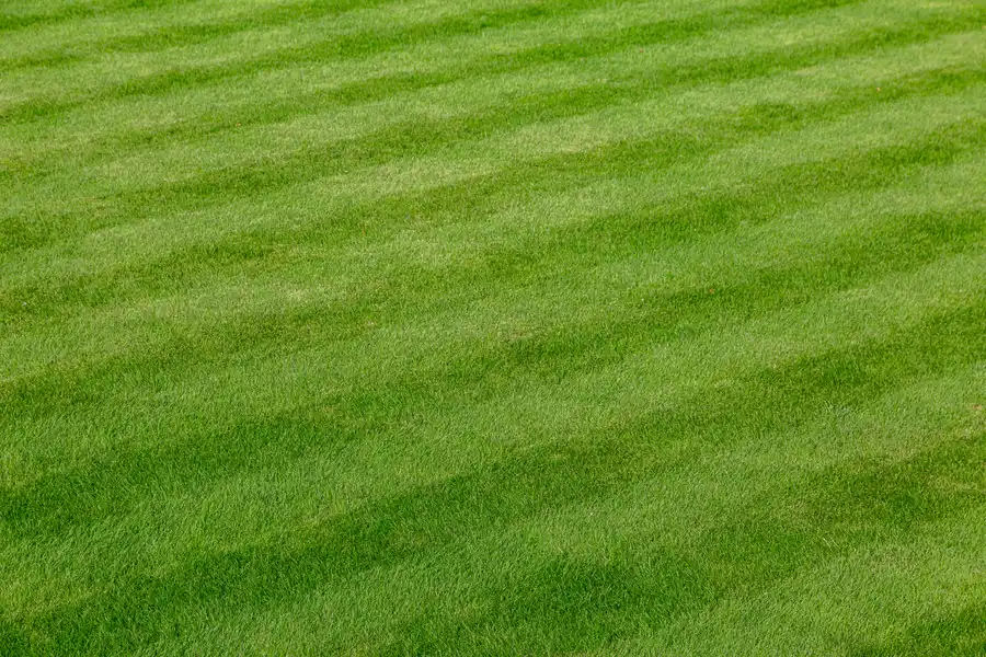 Lawn Care Mistakes To Avoid For A Healthier Lawn Ruston, LA Lawn Care Mistakes To Avoid For A Healthier Lawn Ruston, LA