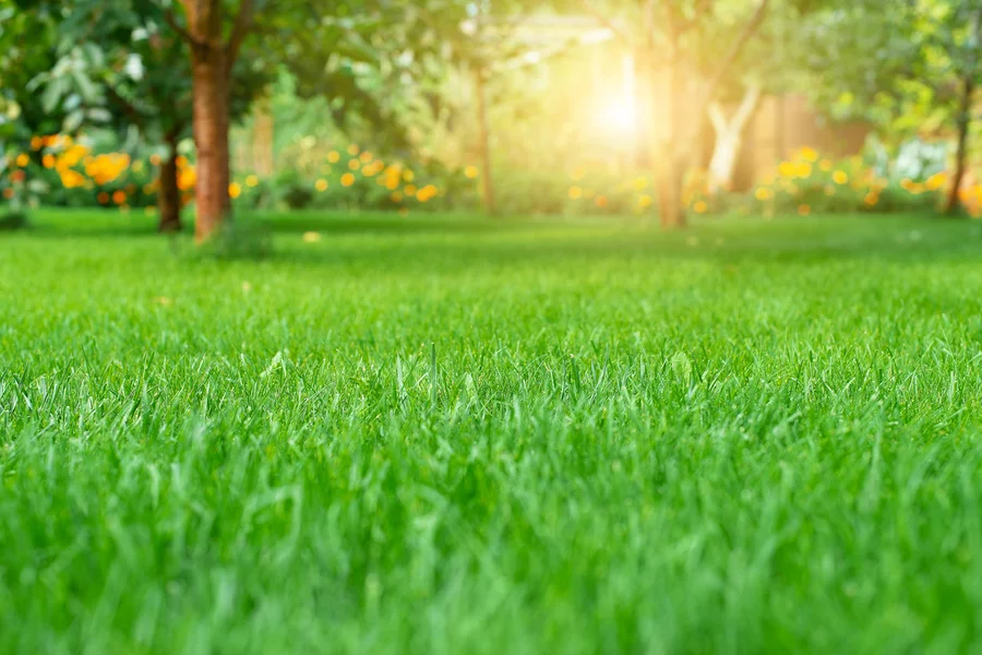 Lawn Care Tools Every Professional Landscaper Needs Ruston, LA Lawn Care Tools Every Professional Landscaper Needs Ruston, LA